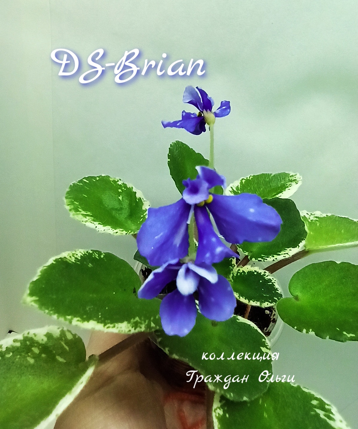 DS-Brian 