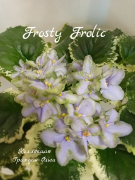 Frosty Frolic (Lyon)