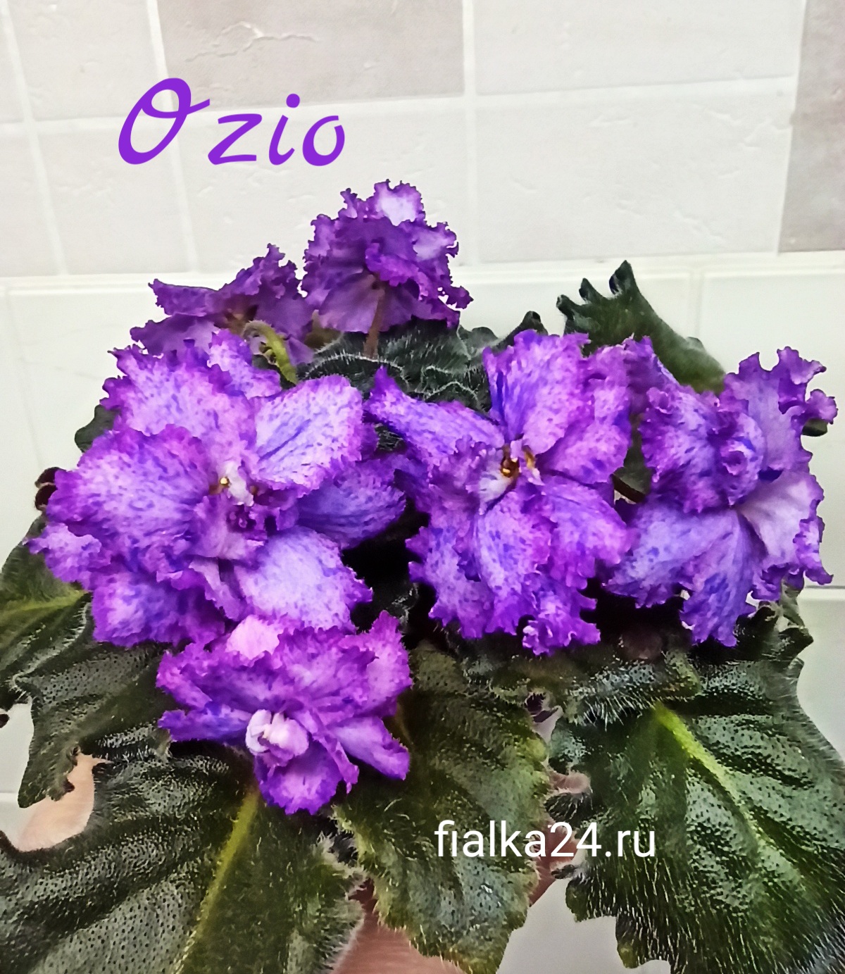 Ozio (Foster B.)