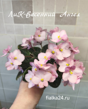 ЛиК-Весенний Ангел