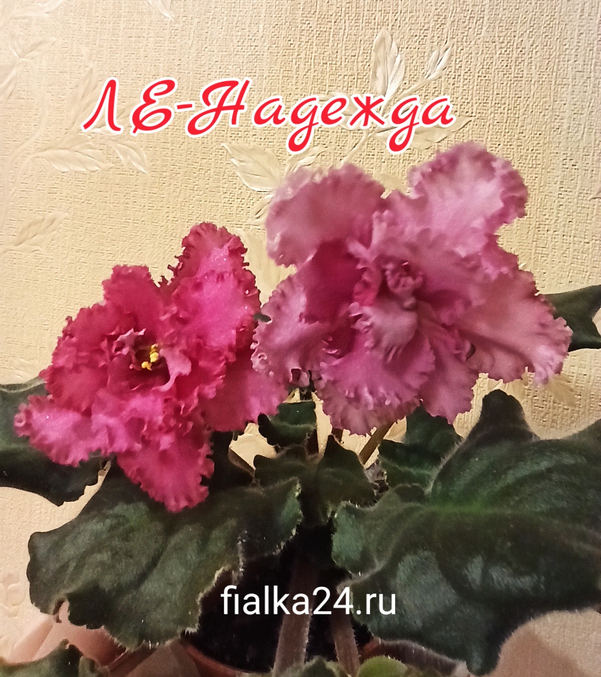 ЛЕ-Надежда