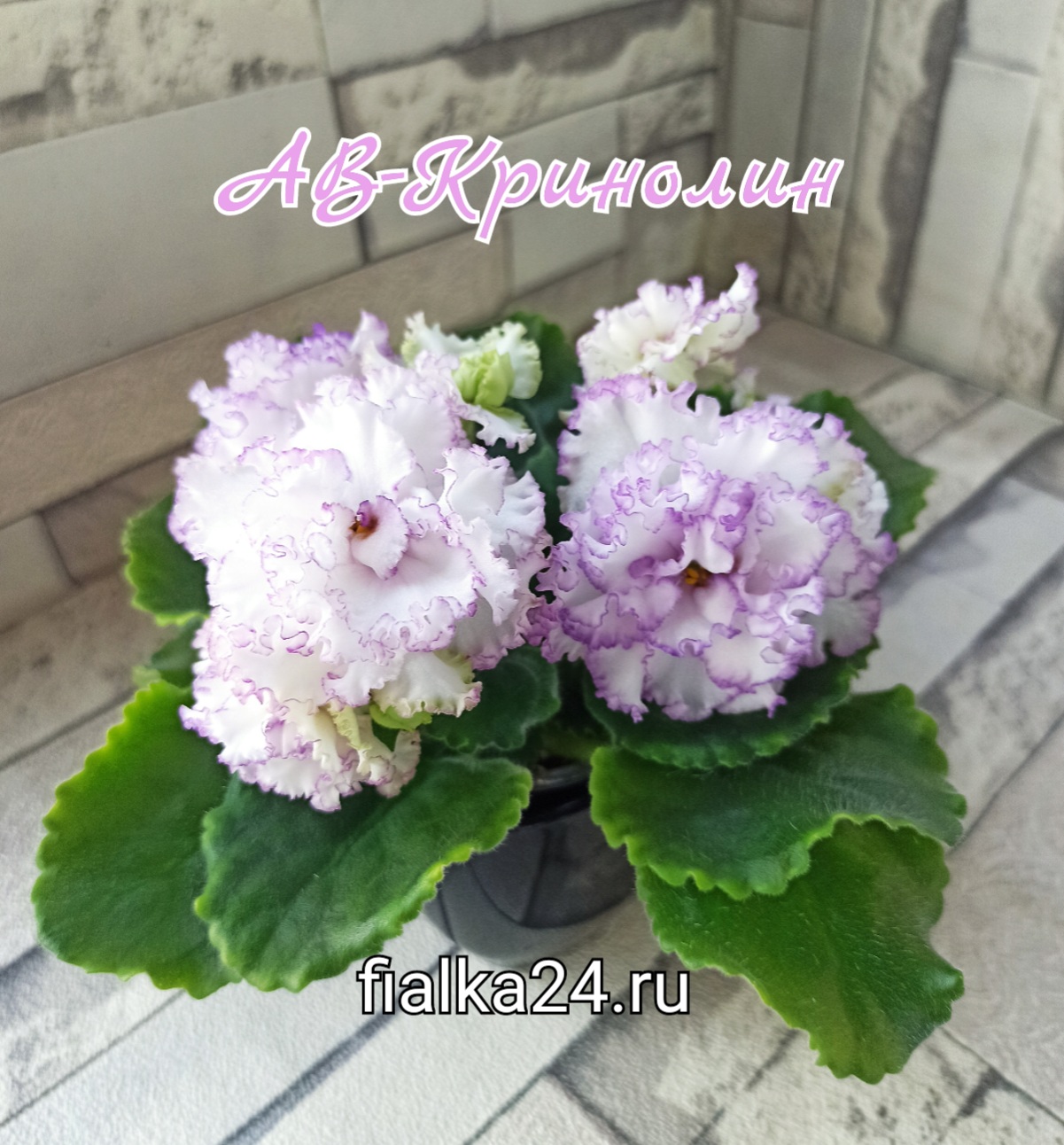 АВ-Кринолин