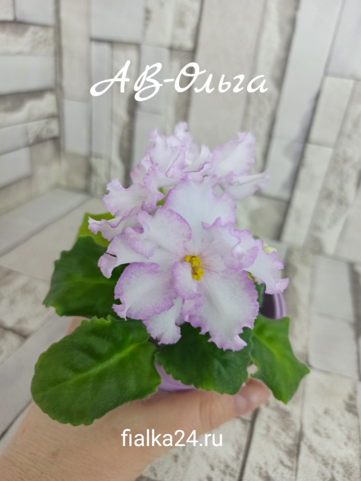 АВ-Ольга