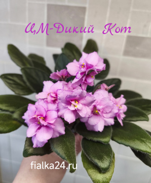 ЦМ-Дикий Кот