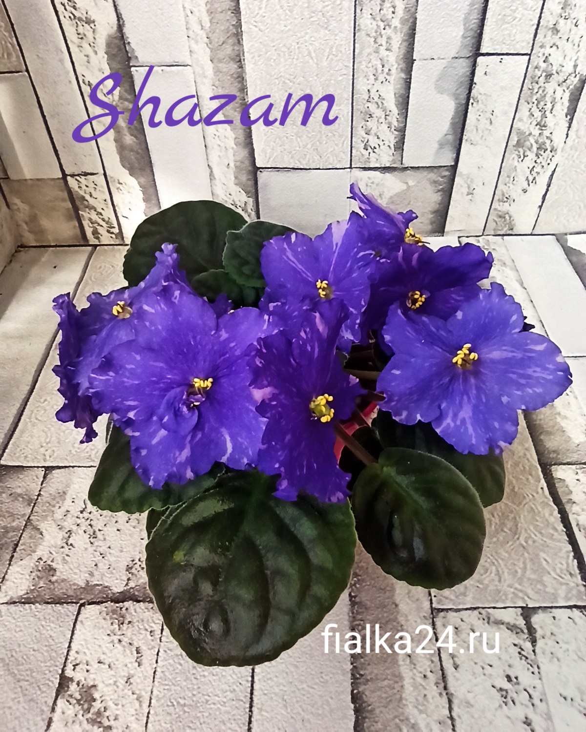 Shazam (Sorano)