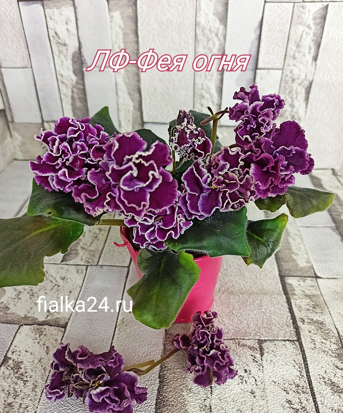 ЛФ-Фея огня