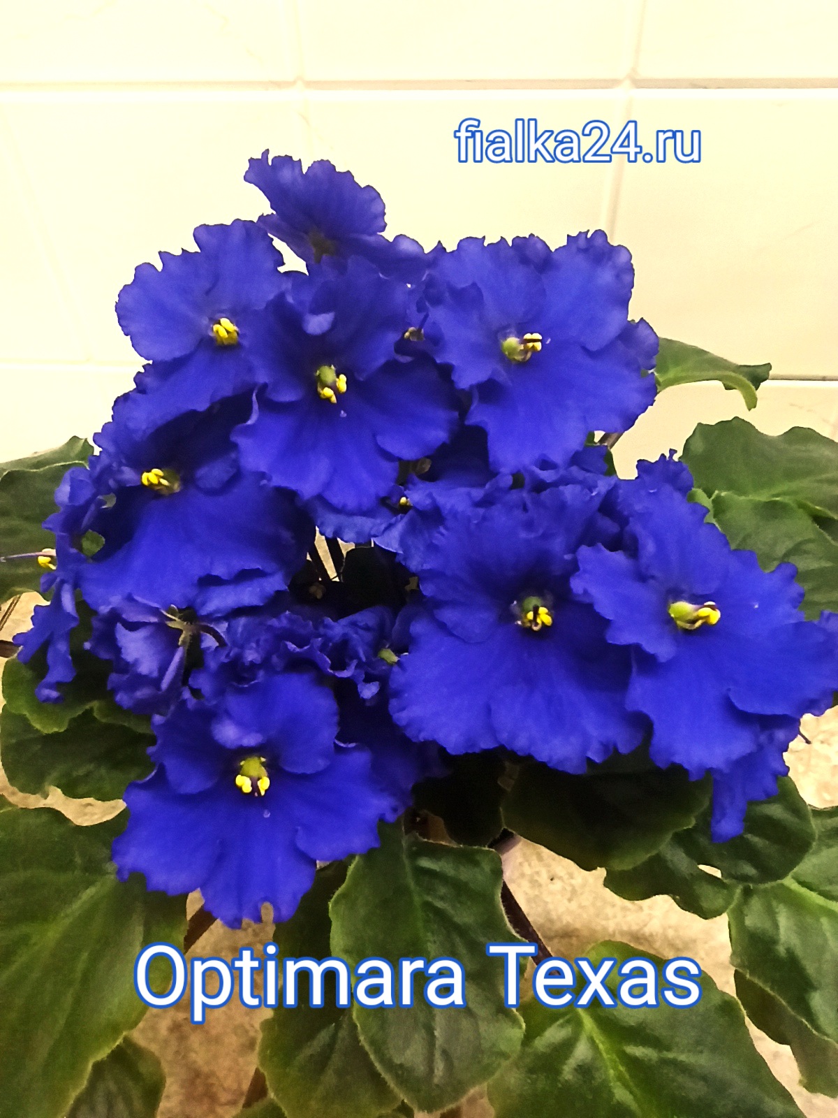Optimara Texas (Holtkamp)