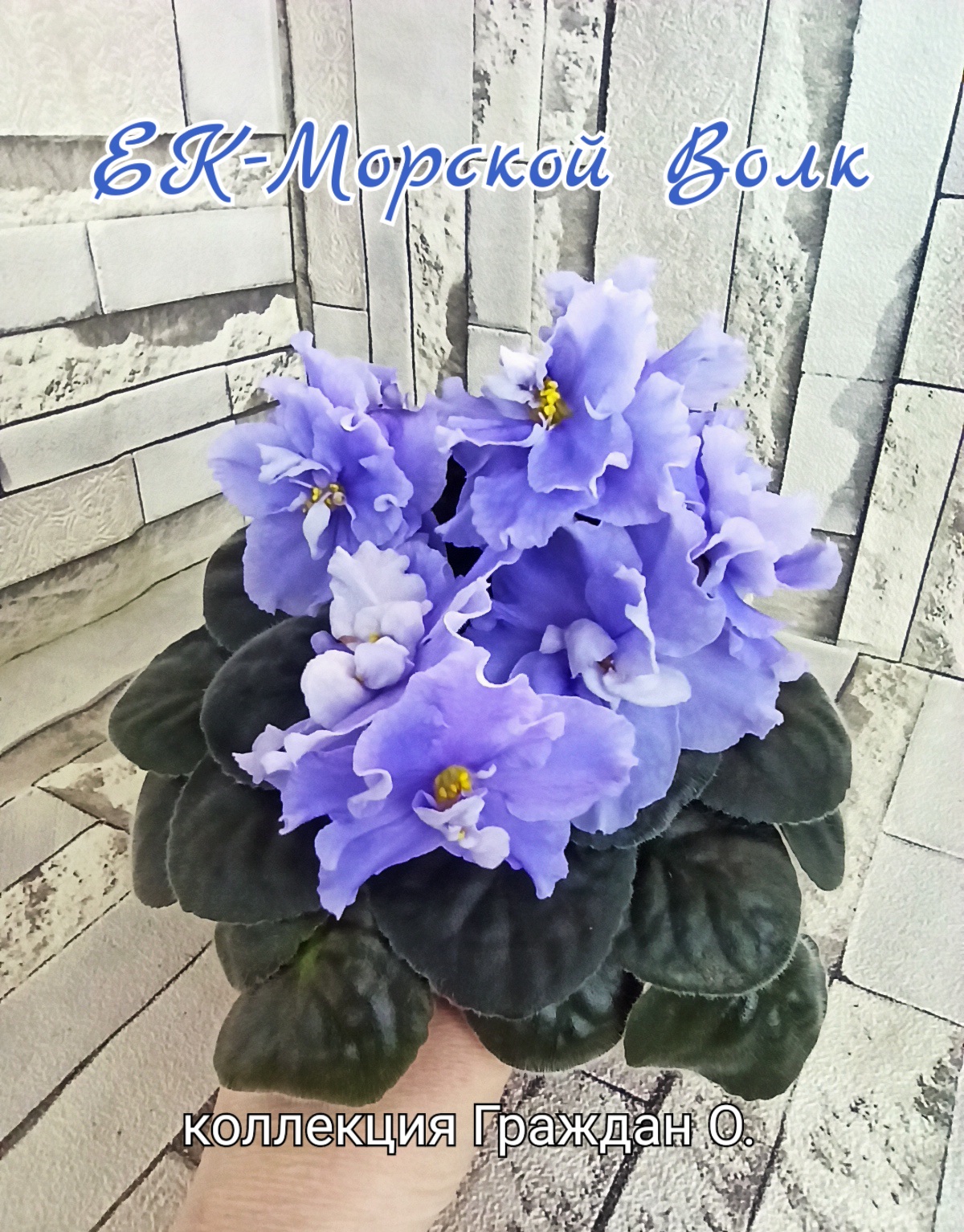 ЕК-Морской Волк