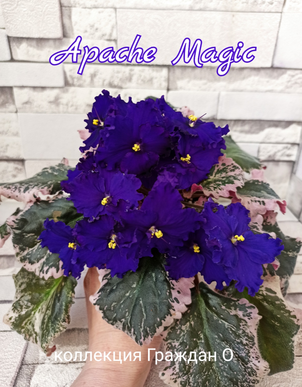 Apache Magic (J.Munk)