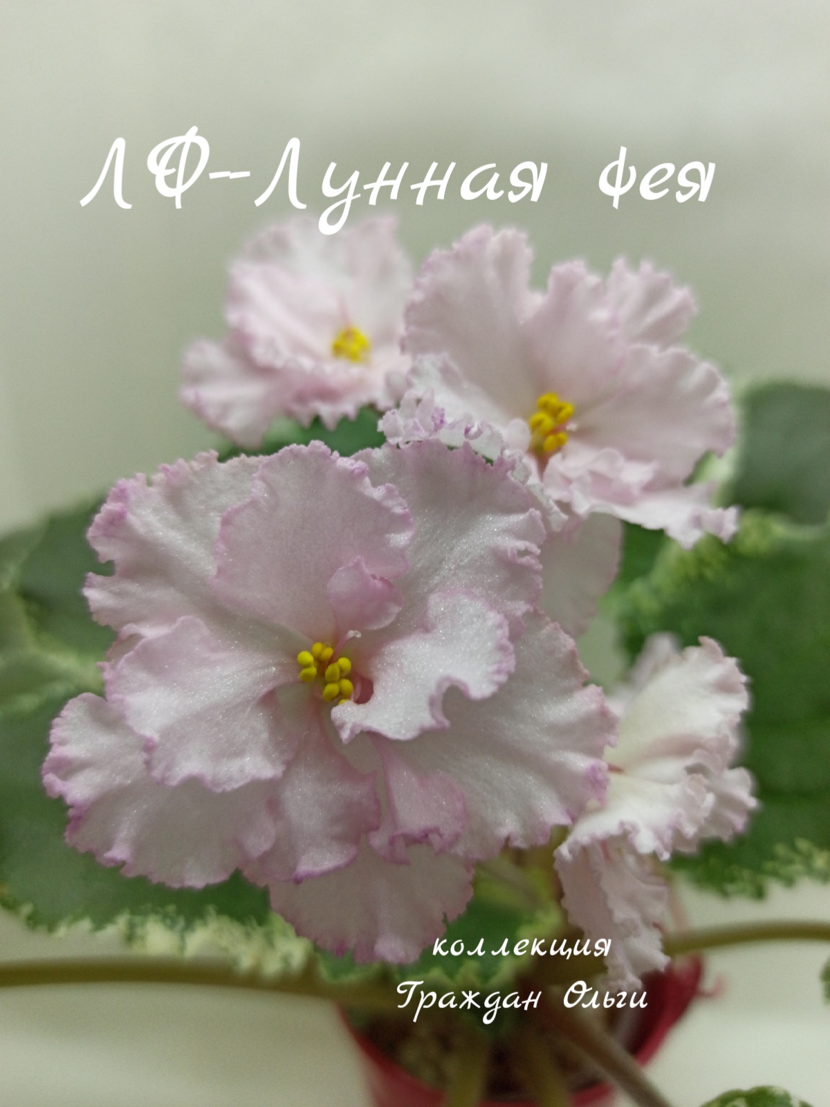 ЛФ-Лунная Фея 