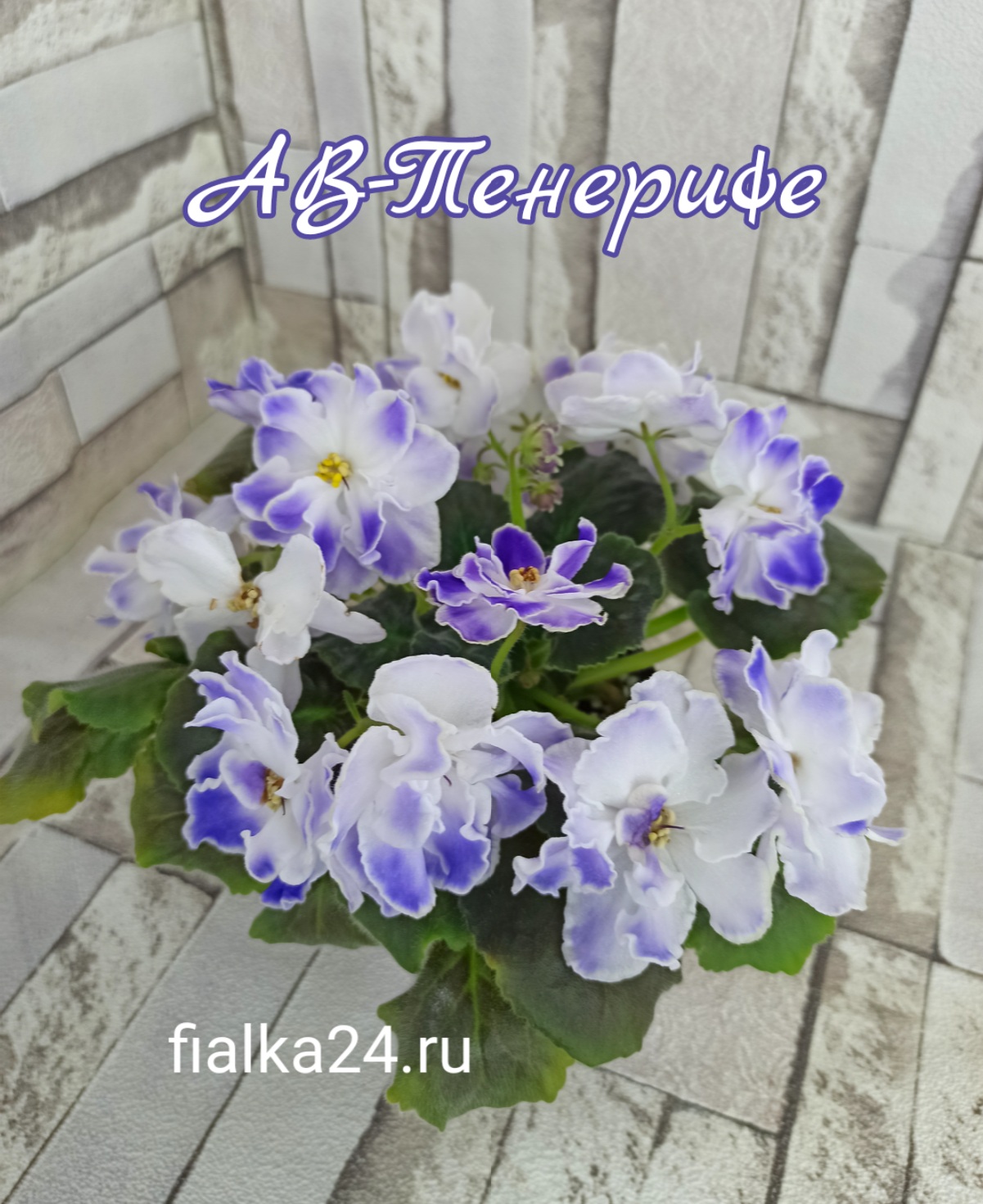 АВ-Тенерифе 
