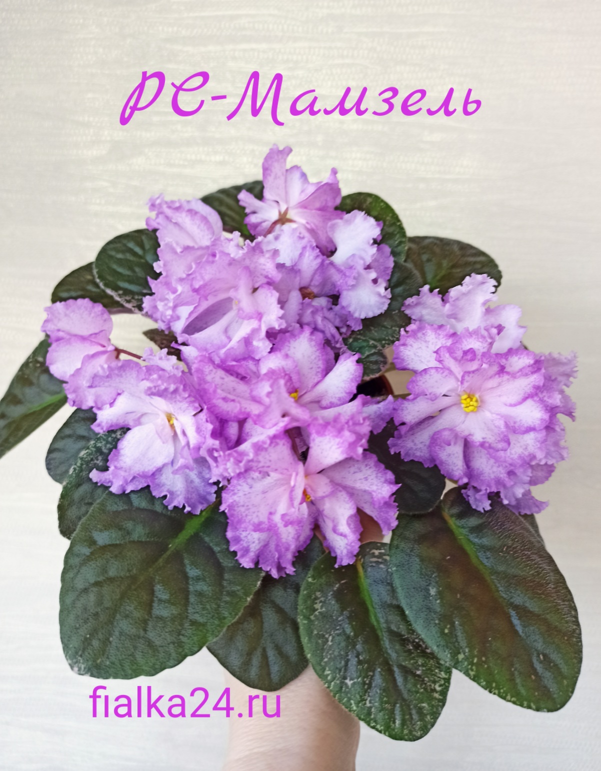 РС-Мамзель