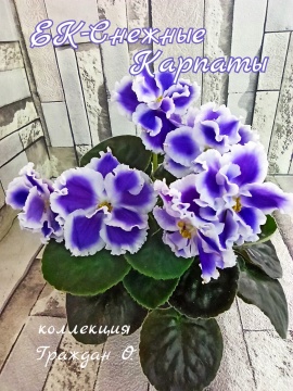 ЕК-Снежные Карпаты 