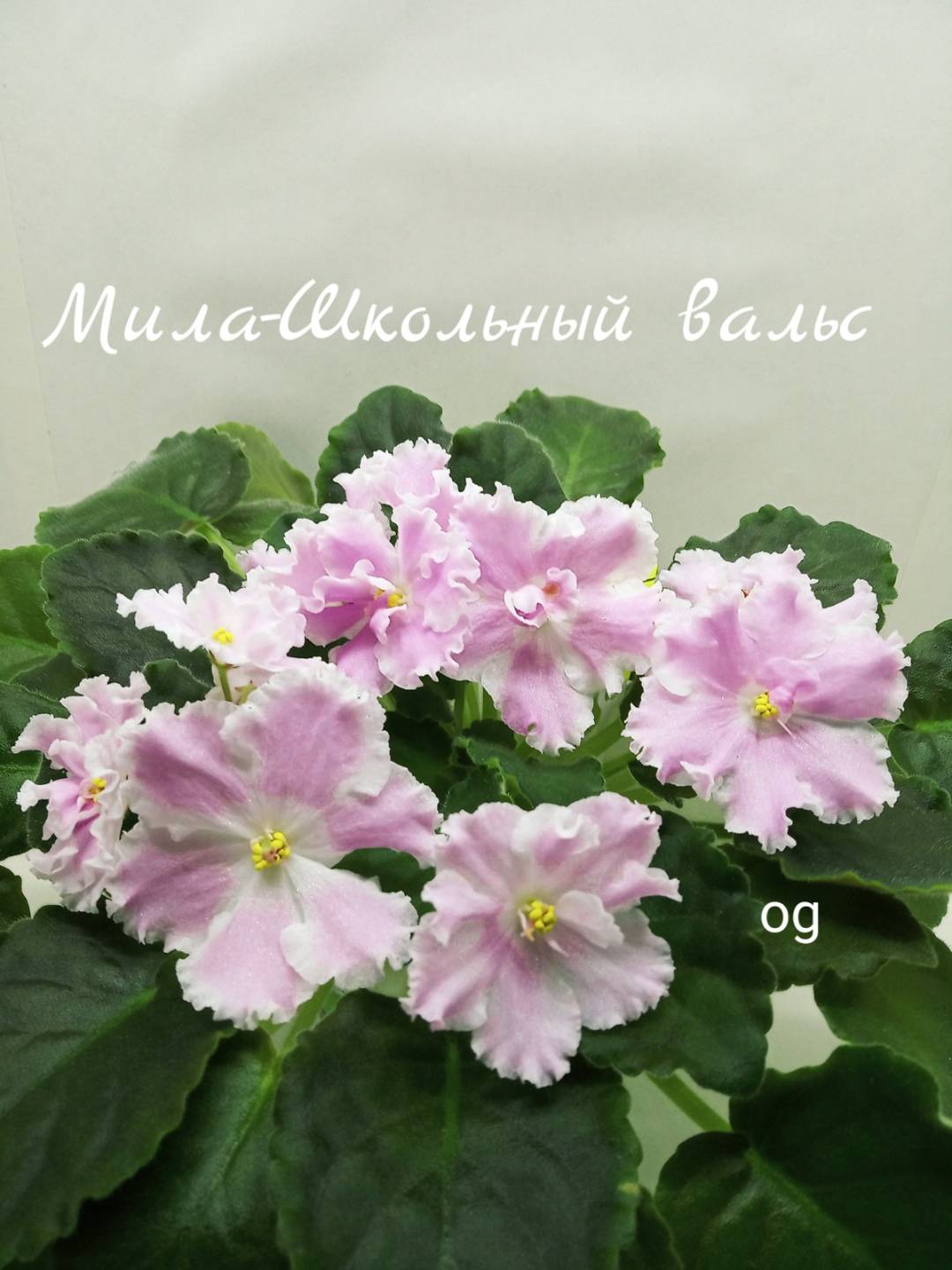 Мила-Школьный вальс (Иванова)