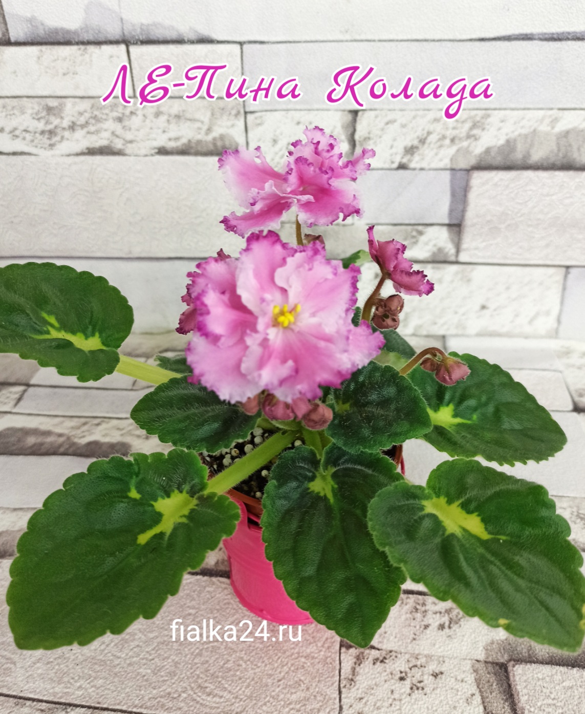 ЛЕ-Пина Колада