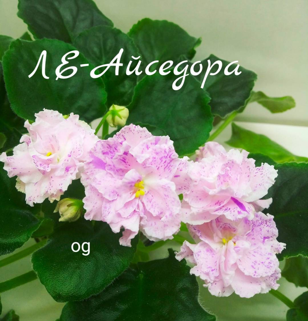 ЛЕ-Айседора