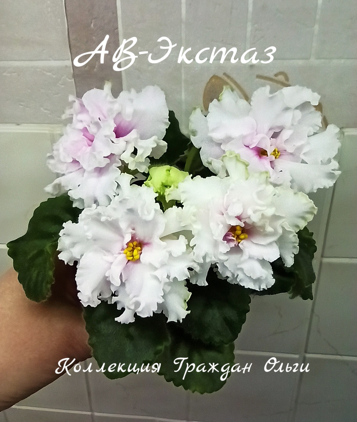 АВ-Экстаз