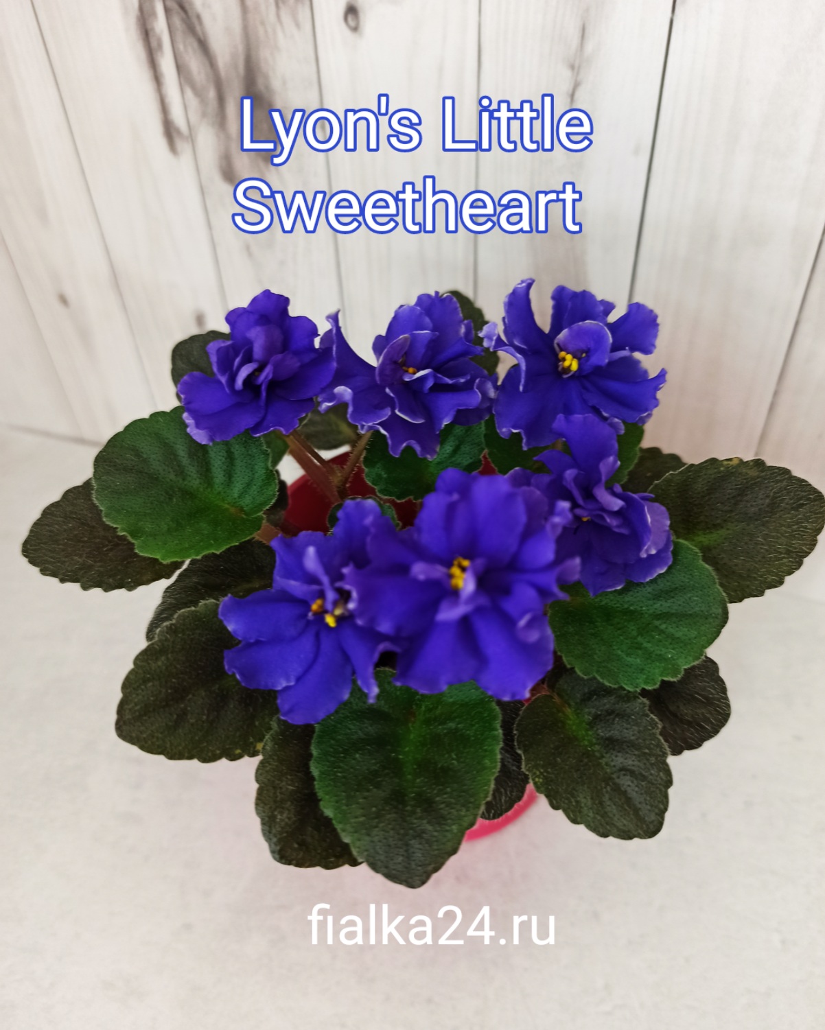 Lyon's Little Sweetheart (Sorano)