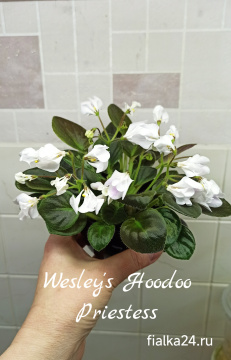 Wesley's Hoodoo Priestess (Carter)