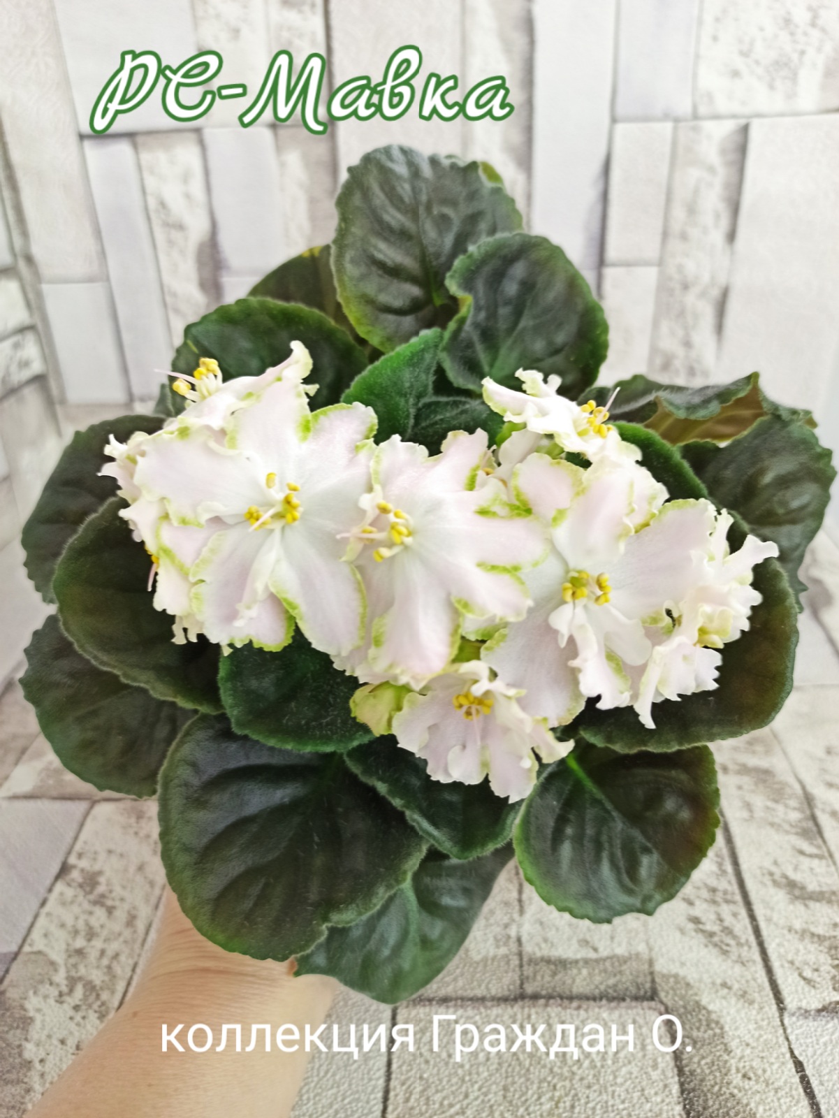 РС-Мавка