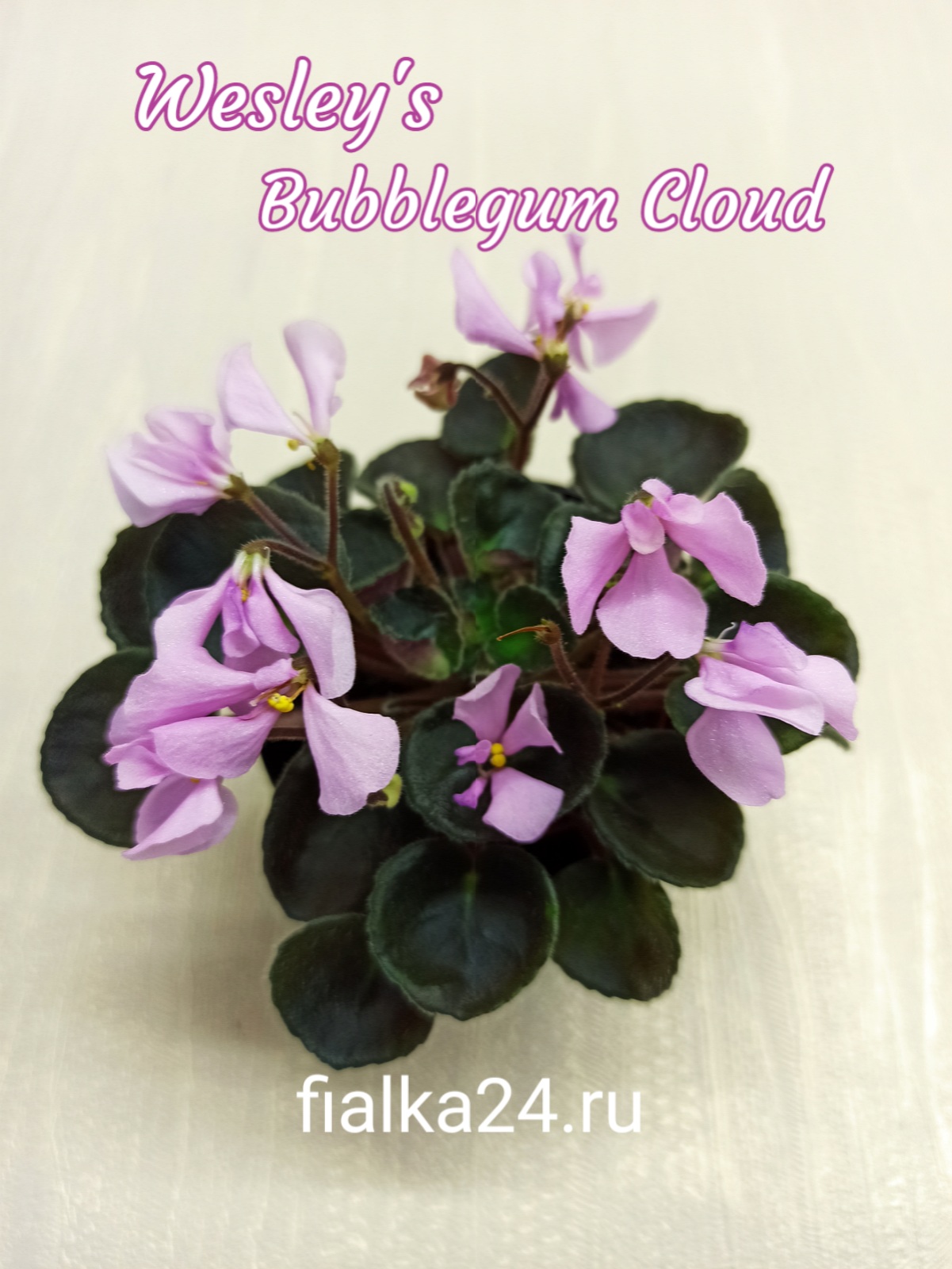 Wesley's Bubblegum Cloud (Carter)