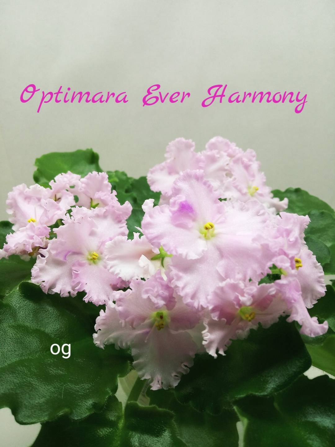 Optimara Ever Harmony (Holtkamp)