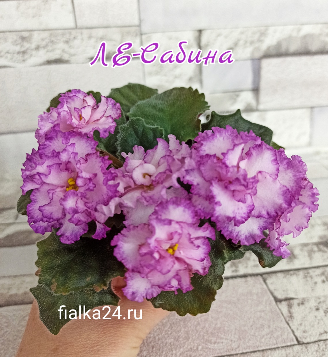 ЛЕ-Сабина