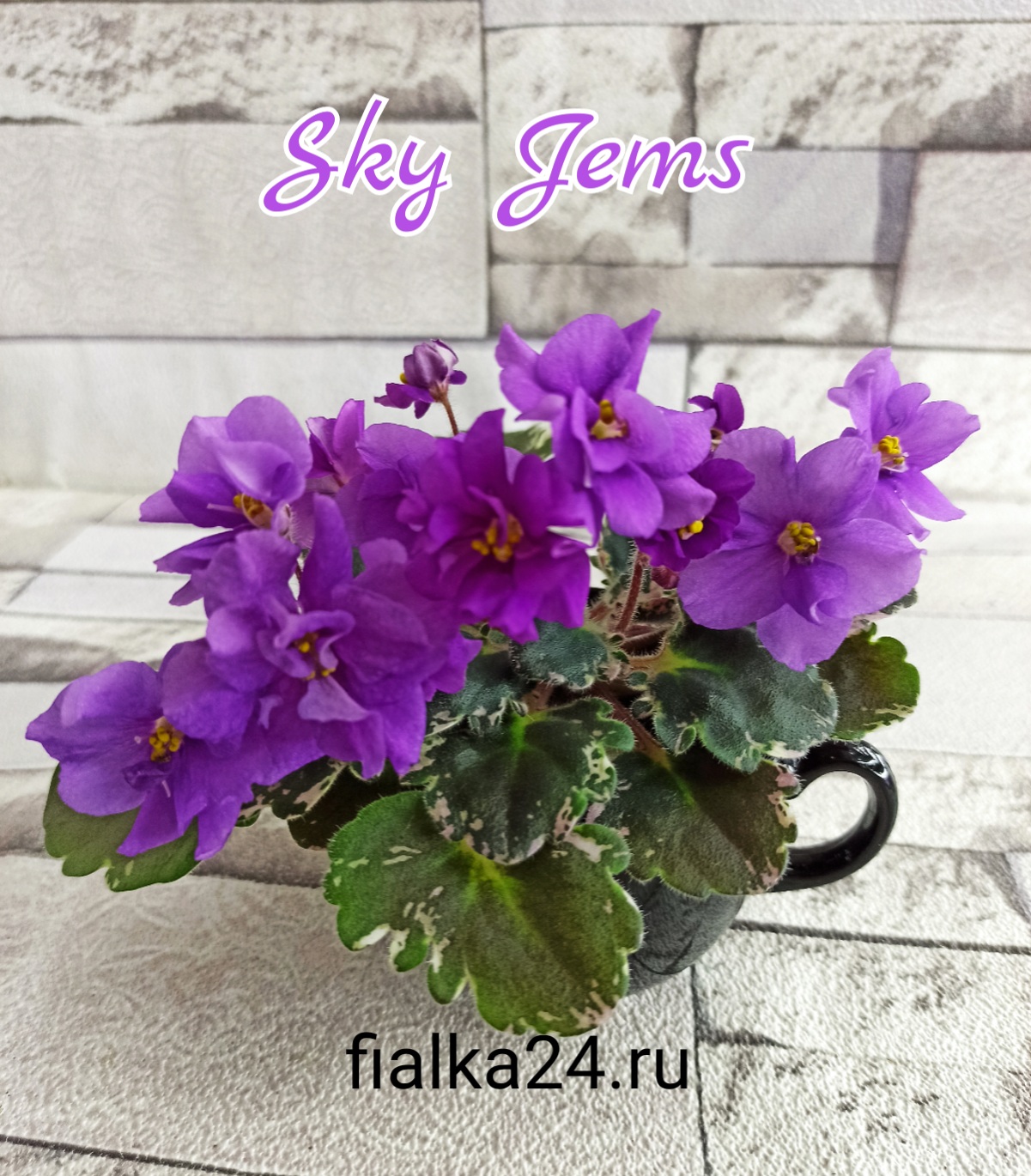 Sky Jems (Johnson)