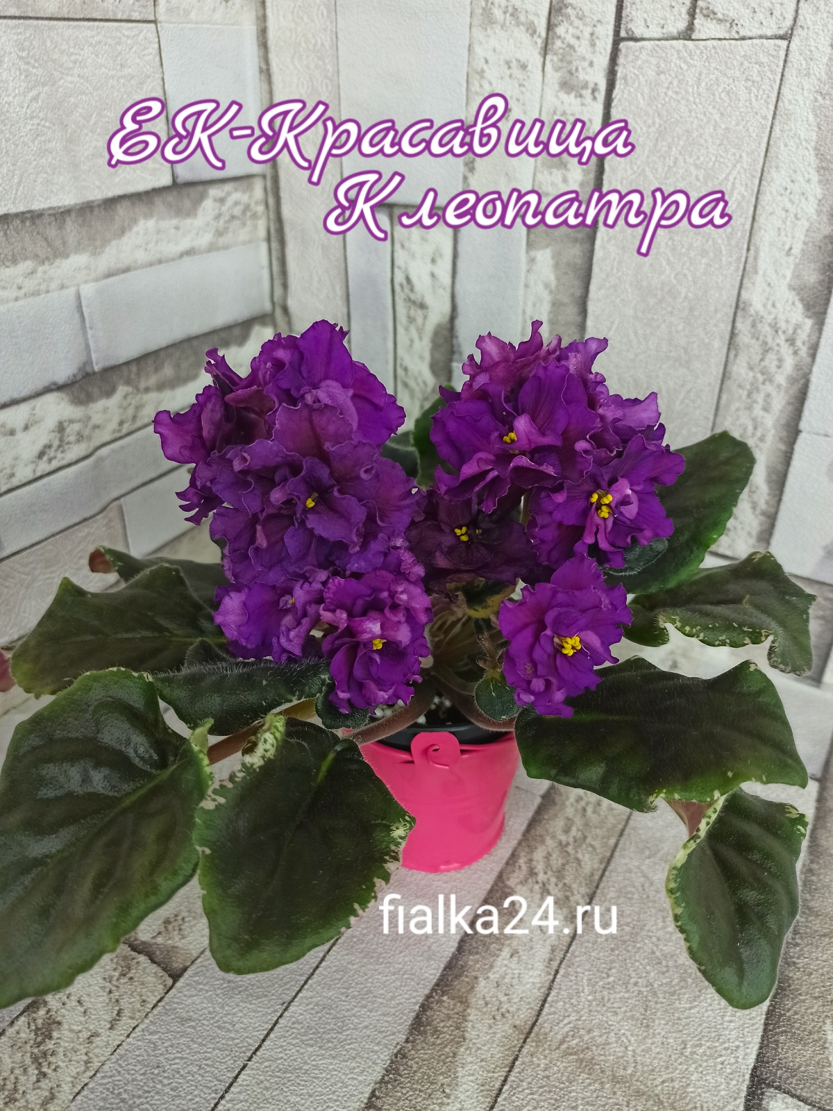 ЕК-Красавица Клеопатра