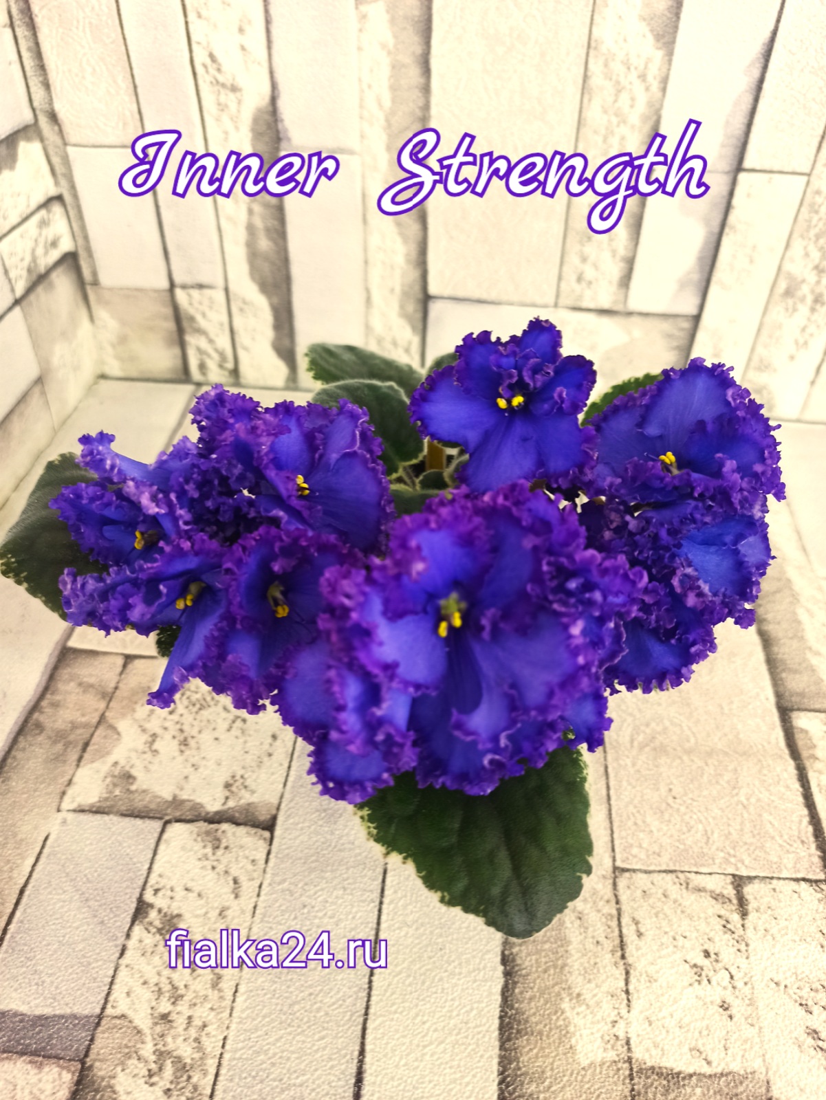 Inner Strength (LLG/Sorano)