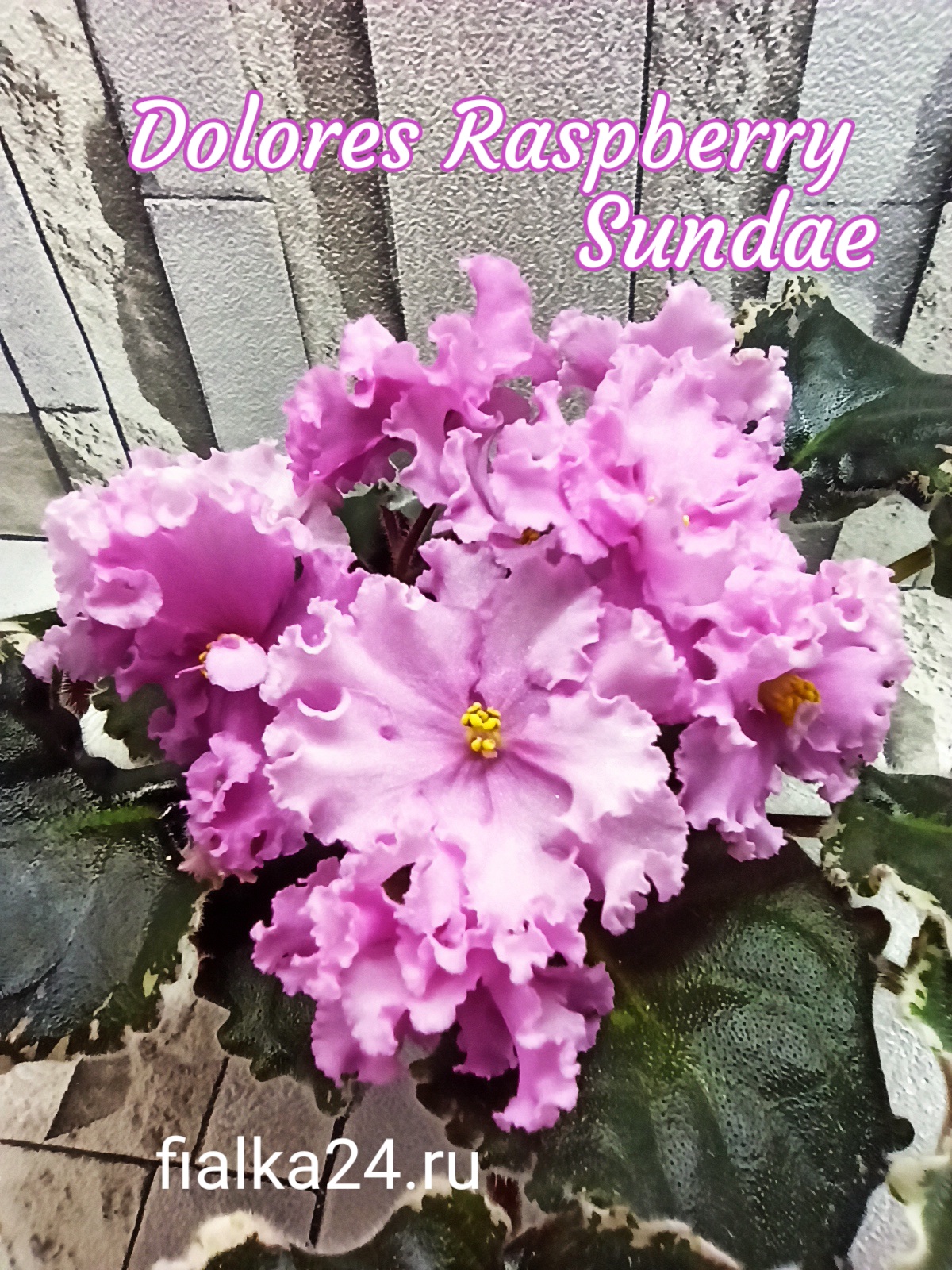 Dolores Raspberry Sandae (Harrington)