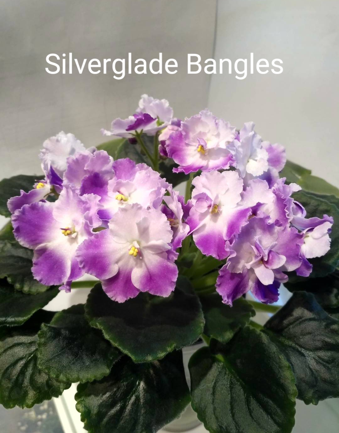 Silverglade Bangles (Harrison)
