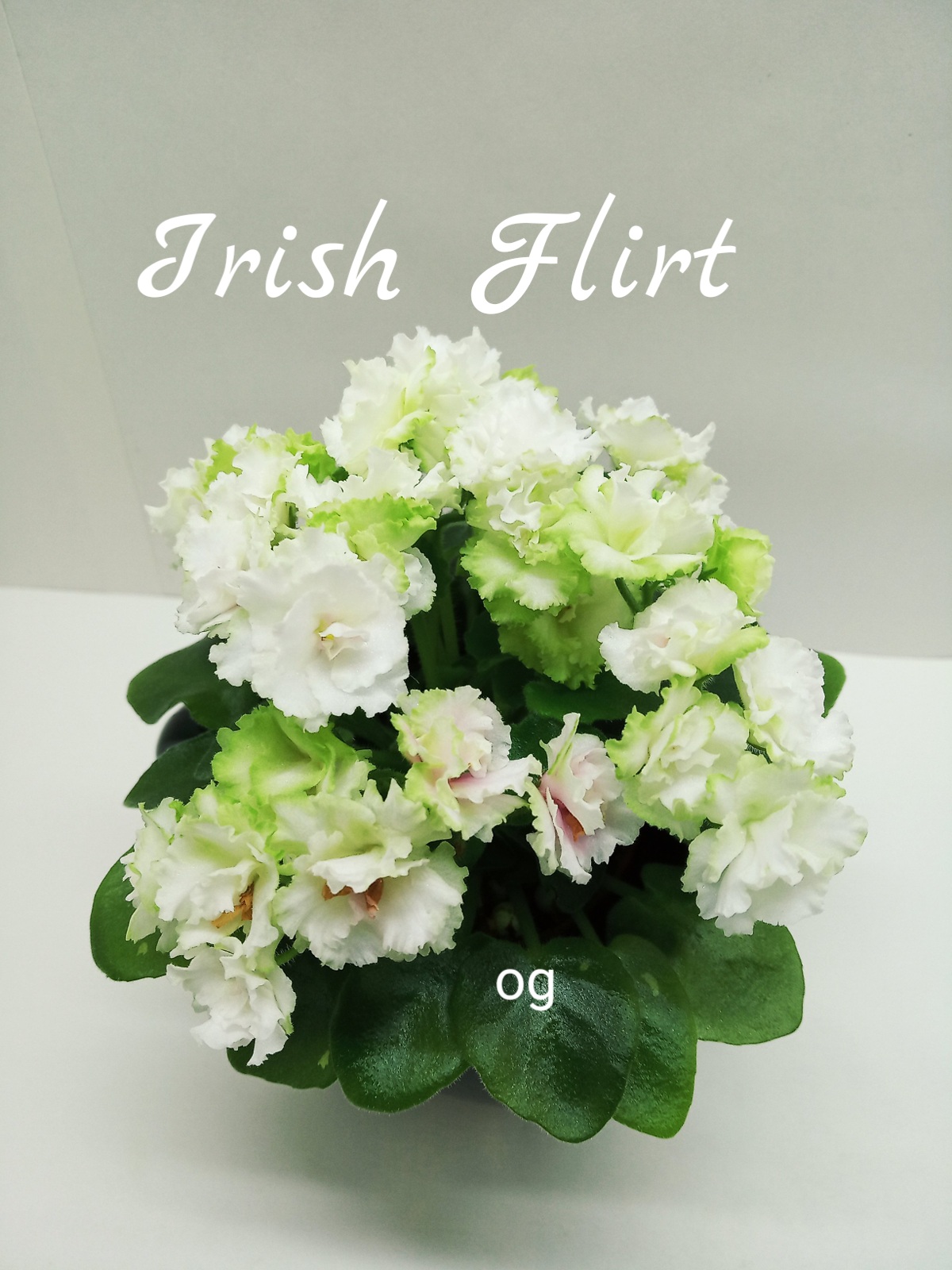Irish Flirt (Sorano)
