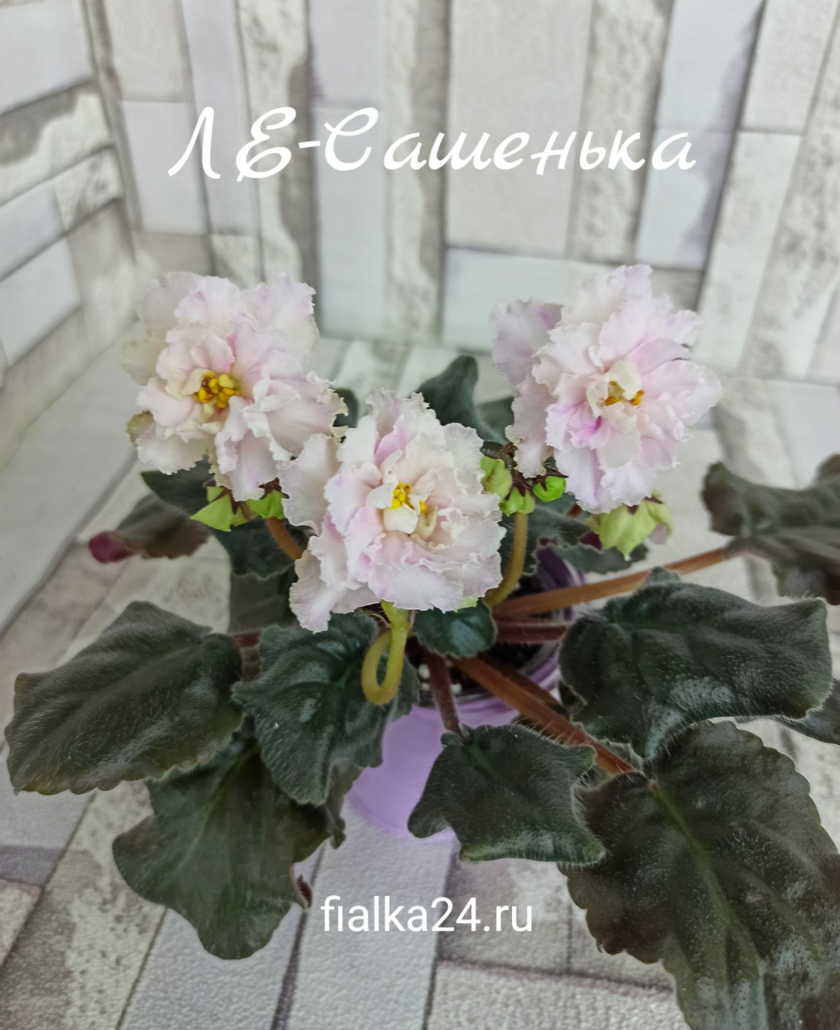 ЛЕ-Сашенька