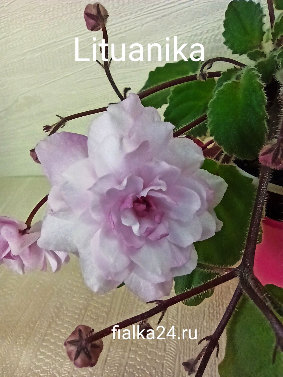 Литуаника (Ф.Бутене)