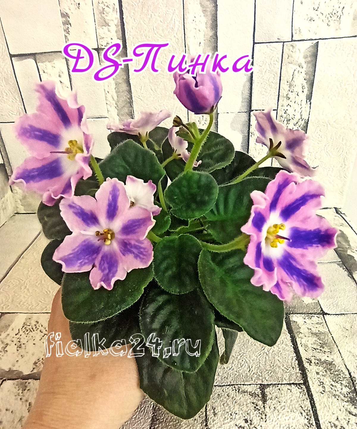 DS-Пинка