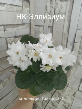 НК-Элизиум