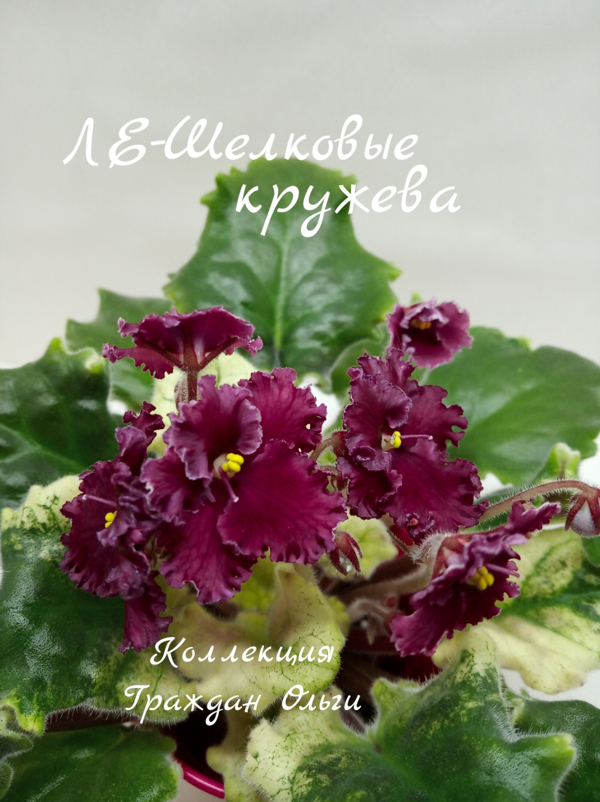 ЛЕ-Шелковые кружева