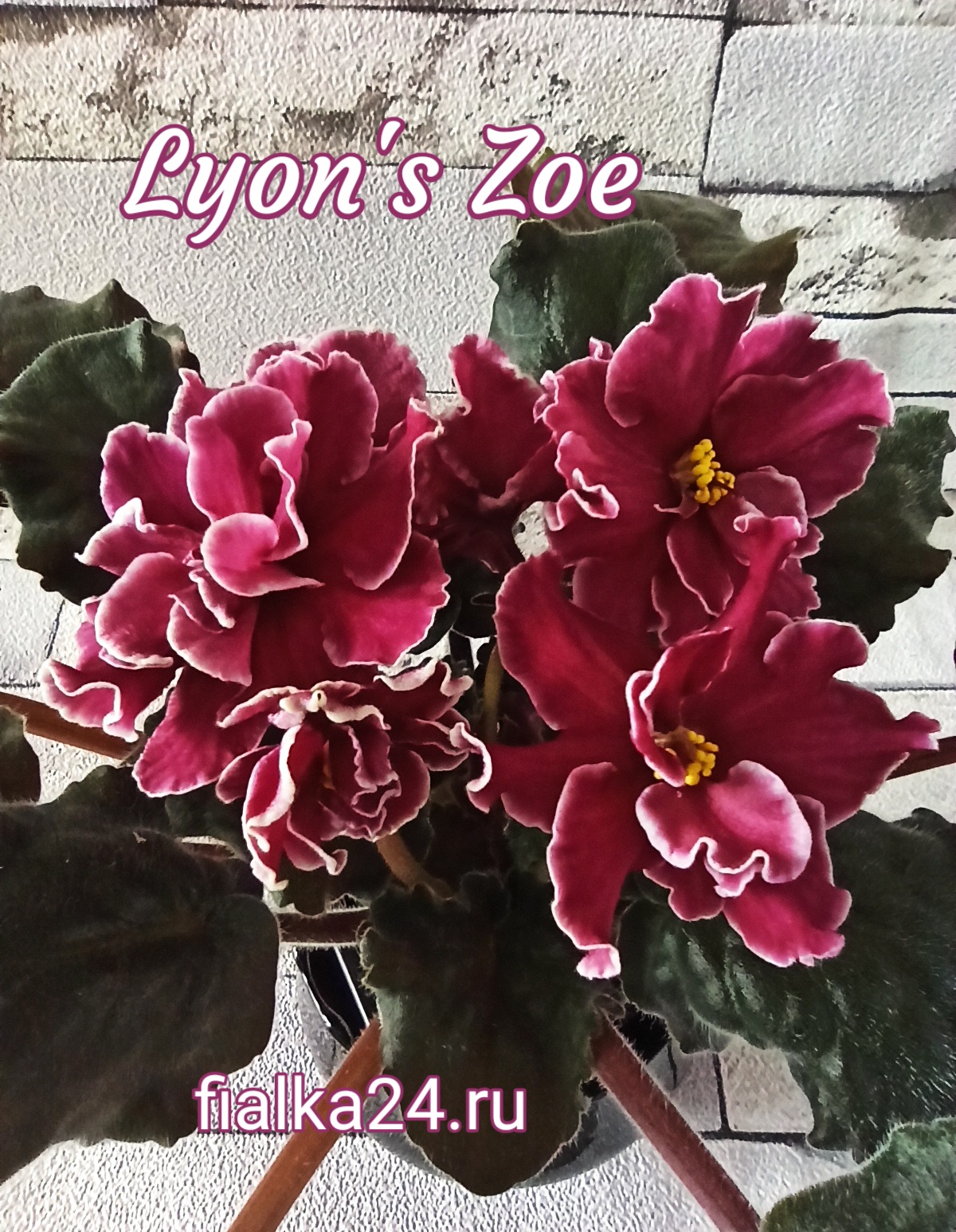 Lyon's Zoe (Sorano)