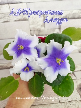 ЛЕ-Прозрачная Лазурь