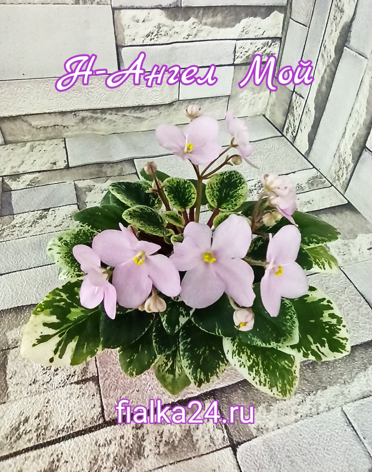 Н-Ангел Мой