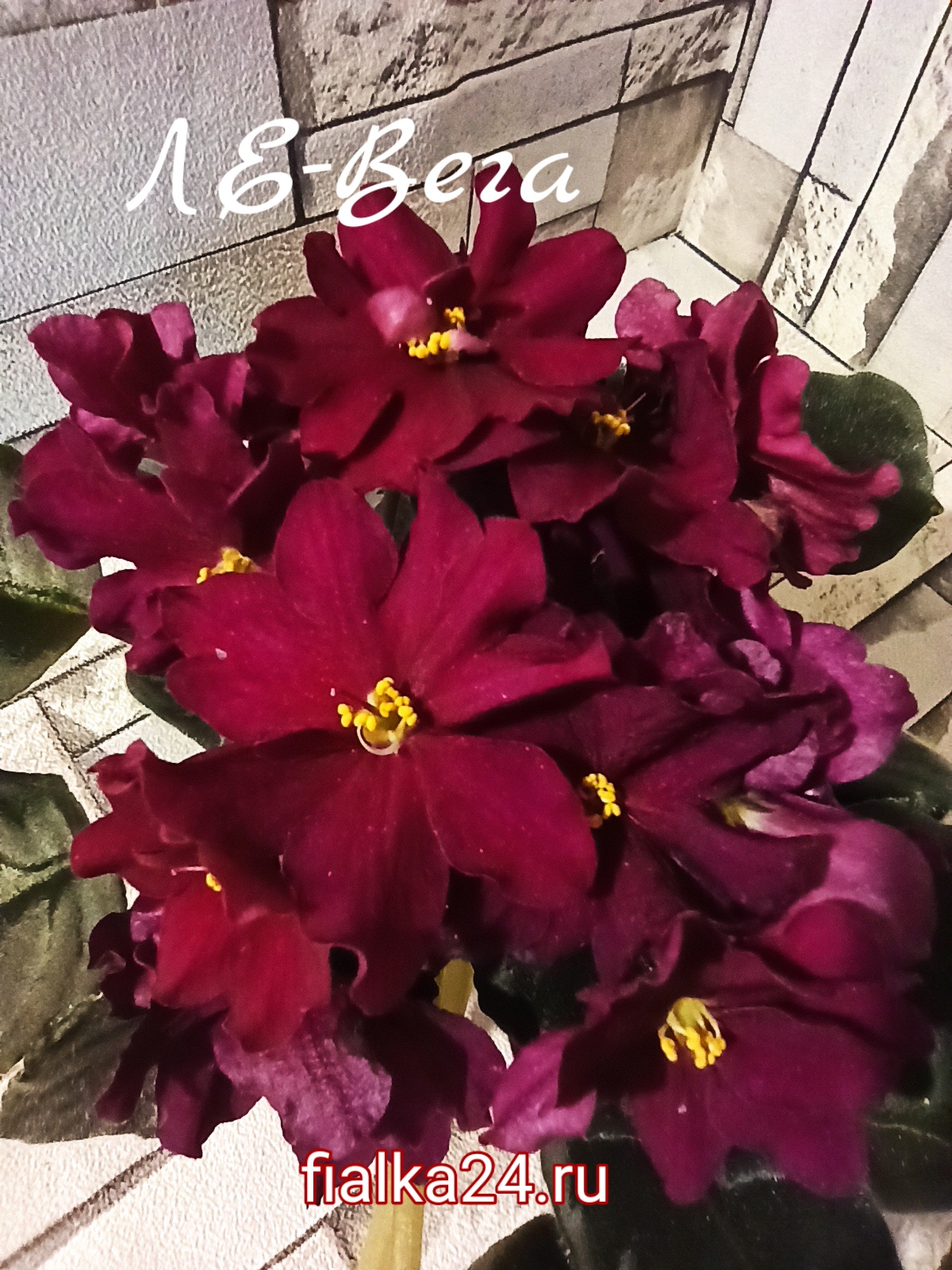 ЛЕ-Вега