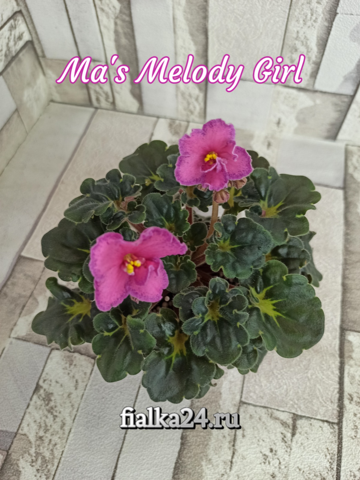 Ma’s Melody Girl (Robinson)