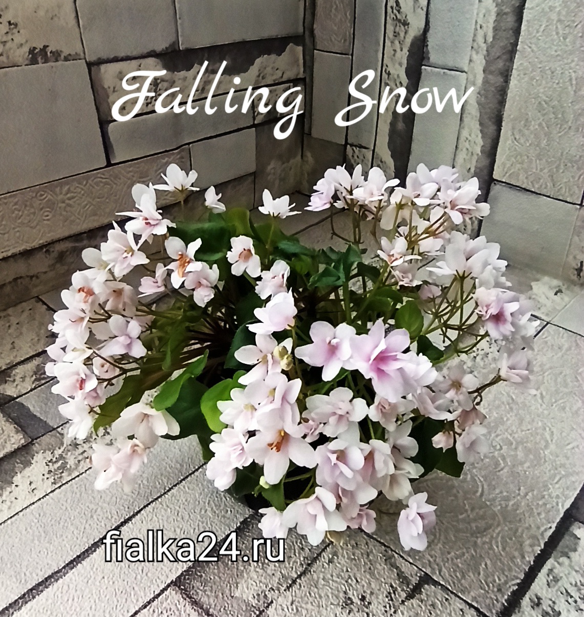 Falling Snow (P.Tracey)