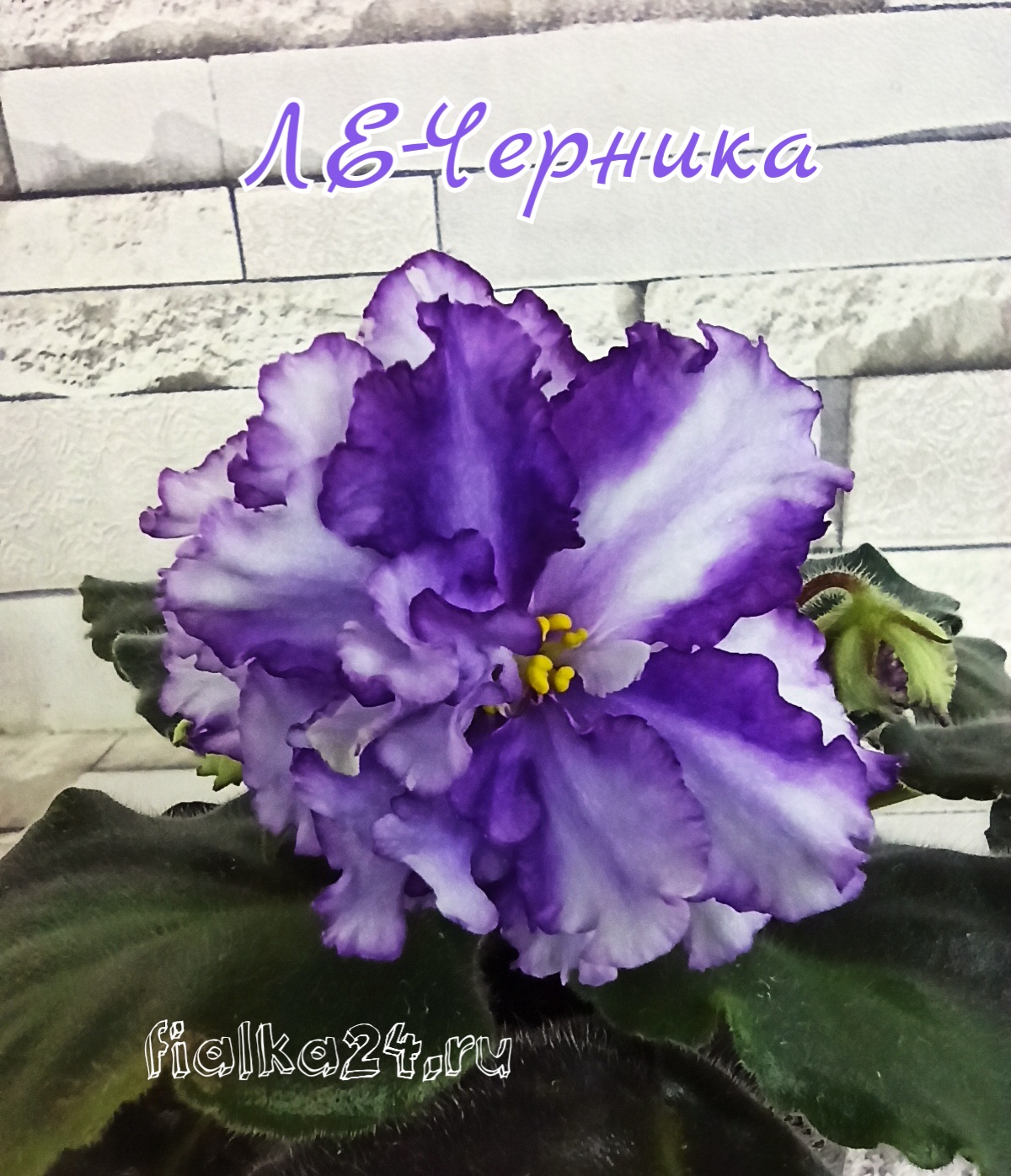 ЛЕ-Черника