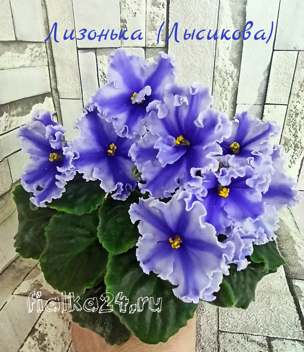 Лизонька (Т. Лысикова)