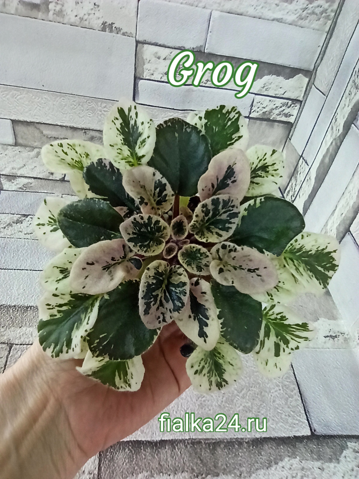 Grog (Pittman)