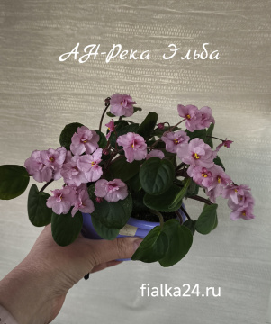 АН-Река Эльба