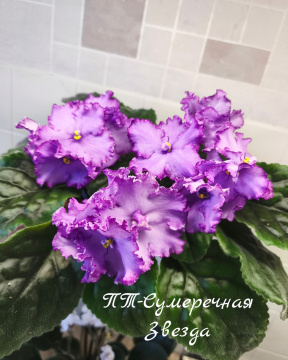 ПТ-Сумеречная Звезда