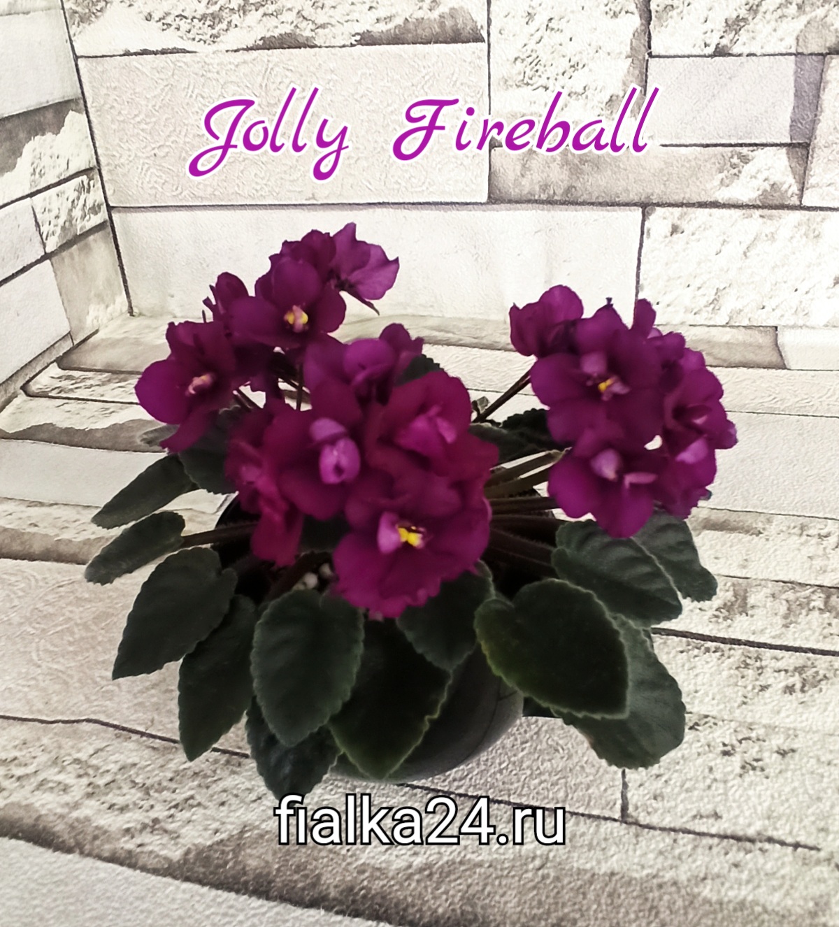 Jolly Fireball (Pitman)